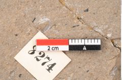 Foto (Detailansicht) von Araucaria sternbergii Goeppert (NHMW-GEO-2024-0188-8274)